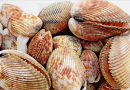 US Atlantic scallop exports down 18%