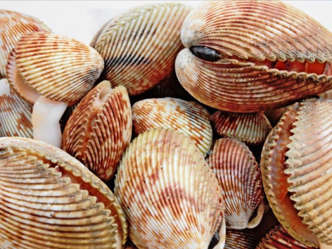 US Atlantic scallop exports down 18%